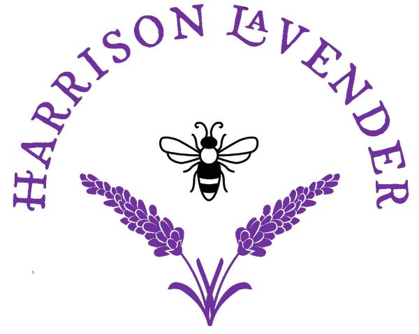 Harrison Lavender